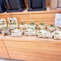 セダム,寄せ植え,センペルビブム,リメ鉢,道の駅あがのの画像
