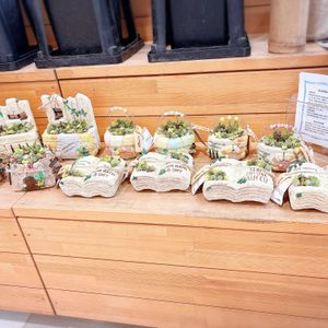 セダム,寄せ植え,センペルビブム,リメ鉢,道の駅あがのの画像