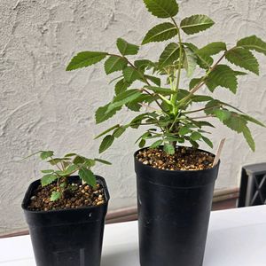 ベイセリア メキシカーナ,塊根植物,実生,ベランダの画像