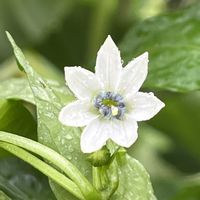 万願寺とうがらし,地植え,自家製野菜,綺麗,旬のものの画像