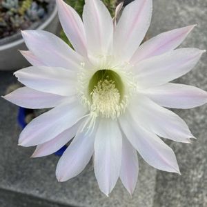 サボテン,サボテンの花,われら17年組,庭の画像