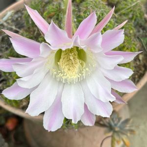 サボテンの花,セントレアの画像