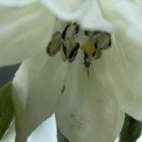 ピーマン,花壇,ガーデニング,野菜の花,自家製野菜の画像