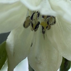 ピーマン,花壇,ガーデニング,野菜の花,自家製野菜の画像