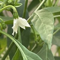 トウガラシ,花壇,ガーデニング,野菜の花,自家製野菜の画像