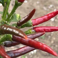 トウガラシ,花壇,ガーデニング,自家製野菜,ナス科の画像