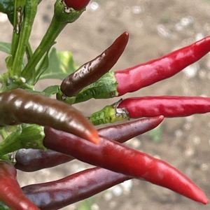 トウガラシ,花壇,ガーデニング,自家製野菜,ナス科の画像