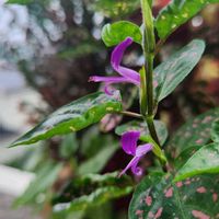 ヒポエステス,おしゃれな土曜日♪,チーム千葉✿︎,秘密の花園♡,愛の花♡の画像