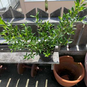 クチナシの画像