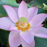 蓮の花,お花,沖縄,可愛い♡,癒し♡の画像