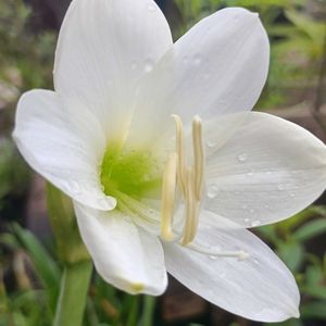 鉢植え,癒し…♡,白い花♡,球根から,爽やか～の画像