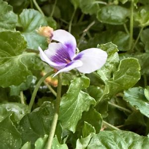 パンダスミレ,鉢植え,花のある暮らし,小さい花,素敵の画像