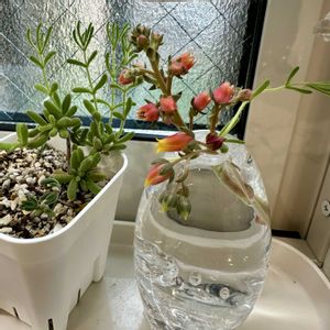 チョコレート,ヤマトヒメ,ヤマトヒメの花芽,ドロサンテマム  レッドダイヤモンド,チョコレートの花芽の画像