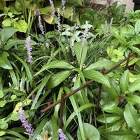 ヤブラン,地植え,マイガーデン,チーム岐阜の画像