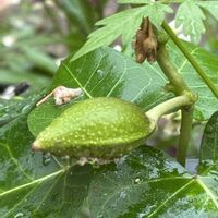 ザクロ,シュウメイギク,ガガイモ,ガガイモ,オンシジュウムの画像