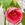 abutilon