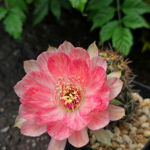 サボテン,花サボテン,多肉植物,サボテンの花,花のある暮らしの画像