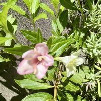 ウツギ,我が家のお花,小さな庭の画像