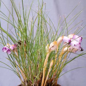 山野草,青紫の花,鉢植え。,スマホ撮り,山野草だ***い好きの画像