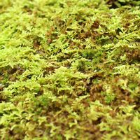 紫式部,苔玉,苔 (コケ)の画像