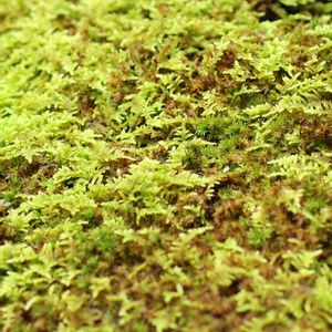 紫式部,苔玉,苔 (コケ)の画像