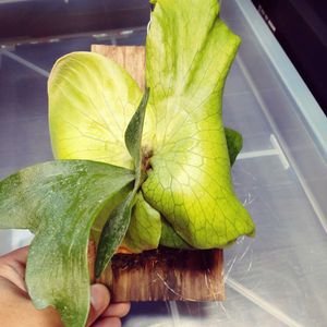 熱帯植物, ビカクシダ,ビカクシダのある暮らしの画像