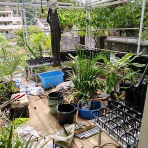 温室,ヤシ温室,庭の画像