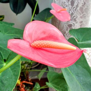 アンスリウム,観葉植物,鉢植え,ピンクの花,ピンクワールドへ ようこその画像