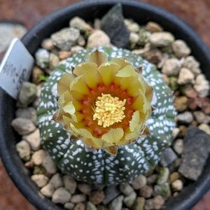 ミラクル兜,ミラクル兜,兜の実生っ子,サボテンの花,サボテンのある暮らしの画像