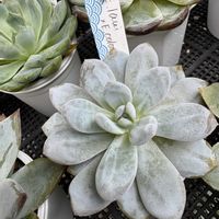 no green no life,多肉のある暮らし,お粉っ子,多肉植物が好きな人と繋がりたい,京都タニラーの画像