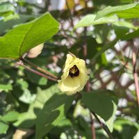 ワタ,ワタ,綿の花,ガーデニング,庭の画像