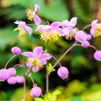 花のある暮らし,旅行先,緑のある暮らし,イングリッシュガーデン,週末ガーデナーの画像