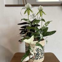 プテリス,カラテア サンデリアーナ,シンゴニウム・フレンチマーブル,パフィオぺディラム,寄せ植えの画像