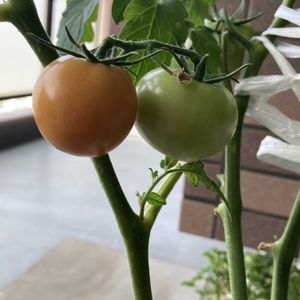グリーン,オレンジ,マンション,ベランダの画像