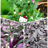 唐辛子,観賞用トウガラシ,トウガラシ,プランター栽培,今日のお花の画像