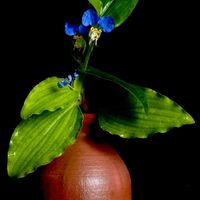 露草,一九献上 和堂,⬆️上と下:異種の露草デス⬇️,⬆️上と下:異種の露草デス⬇️,花言葉の画像
