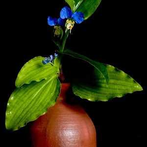 露草,一九献上 和堂,⬆️上と下:異種の露草デス⬇️,⬆️上と下:異種の露草デス⬇️,花言葉の画像