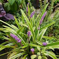 ヤブラン,斑入りヤブラン,鉢植え,明るい日陰,プランターの画像