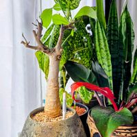 バオバブ,観葉植物,バオバブ・アダンソニア・ディギタータ,バオバブの木の画像