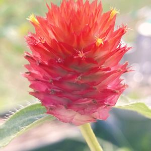 千日紅,鉢植え,花期長いの画像