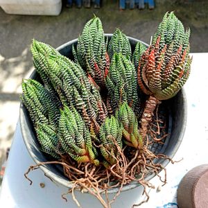 もりもり多肉,植中毒,モリモリにしたい,タニラー,野ざらし雨ざらしの画像
