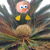 ソテツ,ガガイモ,ツルボ,ヤハズソウ,注意！毒！の画像