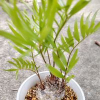 ソテツ,ザミア,ザミア フロリダーナ,多肉植物,観葉植物の画像