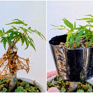 長良川もみじ,盆栽,ミニ盆栽,盆栽苗木,まめ盆栽の画像