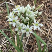 ニラ,ニラ,ユズ,実家の花,ＧＳだヨ！全員集合の画像