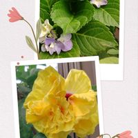 オクラ,キンカン,ナス,ハイビスカス,紫陽花の画像