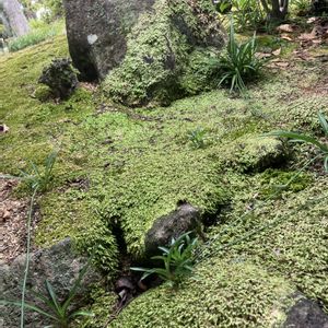 クチナシ,クレマチス,センニチコウ,ブルースター,苔(コケ)の画像