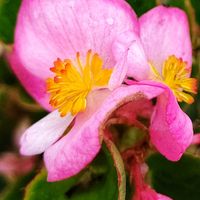 ベゴニア,ピンク,ピンクの花,大好きな花,シルエット❤︎の画像