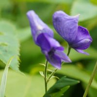 トリカブト,キンポウゲ科,多年草,日本百名山,有毒植物の画像