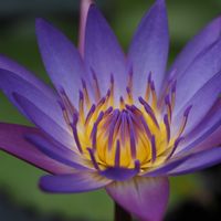 スイレン,睡蓮,熱帯スイレン,水生植物,熱帯睡蓮の画像